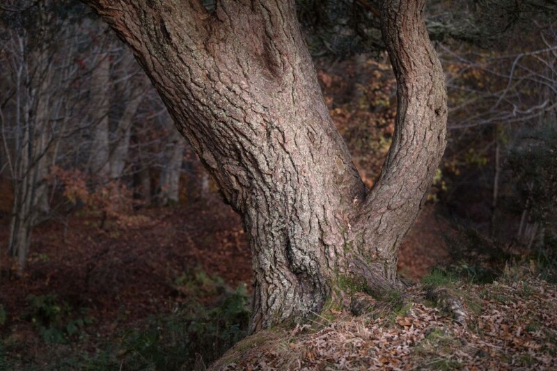 Why Where Ghosts Wander Makes the Case for Conservation Framed Art